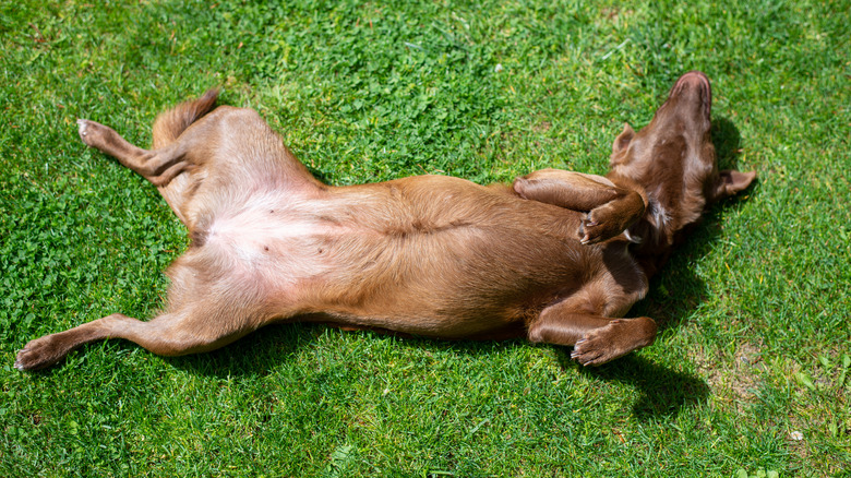 dog laying on the grass showing off its belly