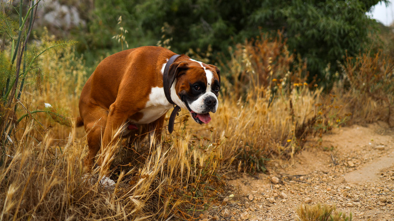 A boxer dog pooing in the grass outside