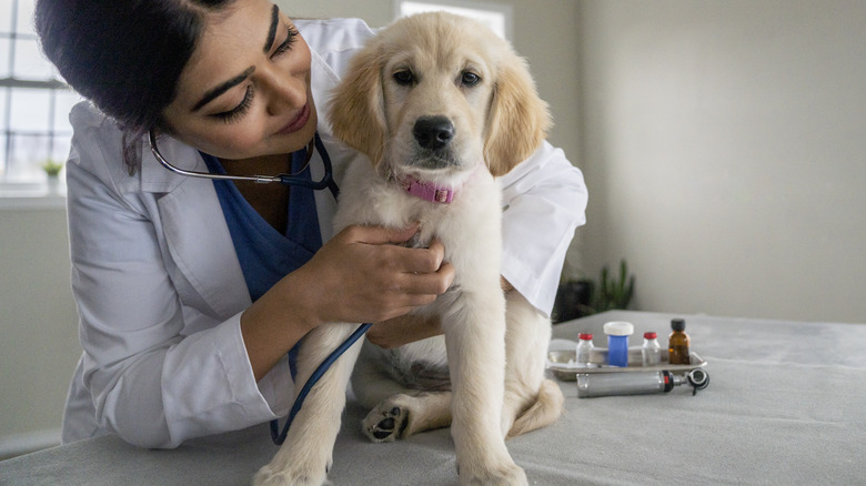 Golden retriever puppy getting his breathing checked by vet