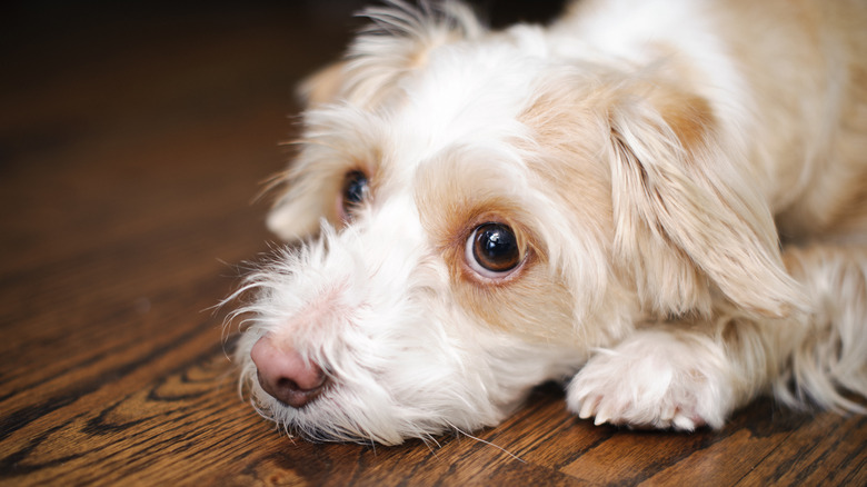 Mixed breed dog with sad eyes