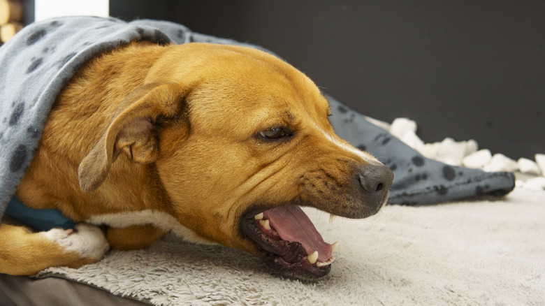 A dog wrapped in a blanket on the ground with their mouth open