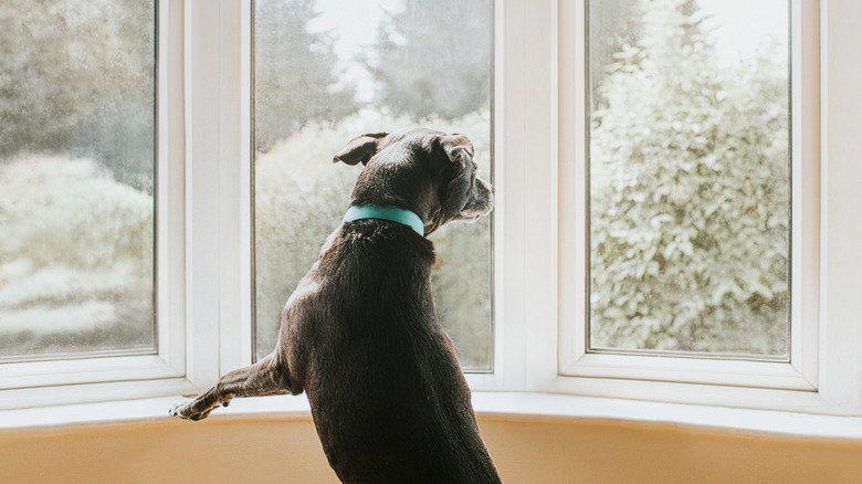 black dog on hind legs staring out of the window