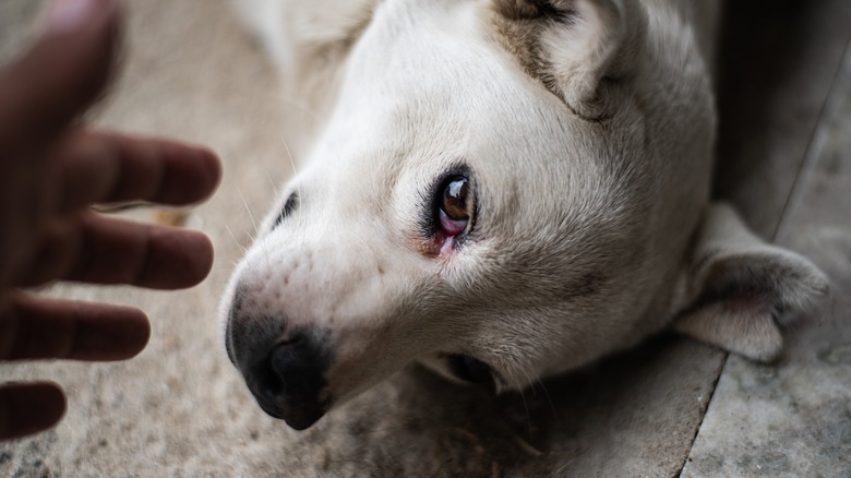 Sad dog laying down as an owner reaches out to them