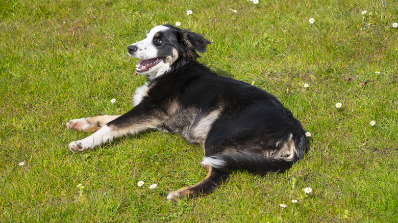 dog laying on the grass on a summer day