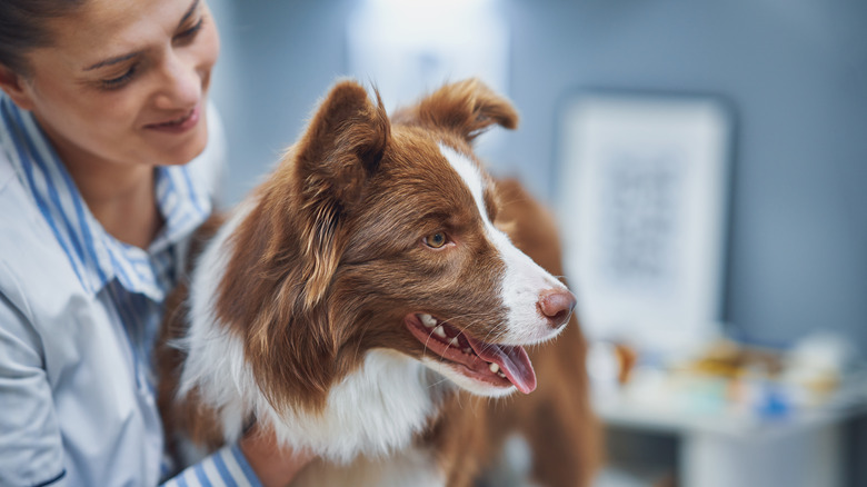 Border Collie being examined at the vet