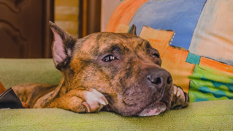 A big dog resting his head on the corner of a couch