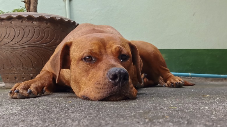 A lethargic looking dog on the ground