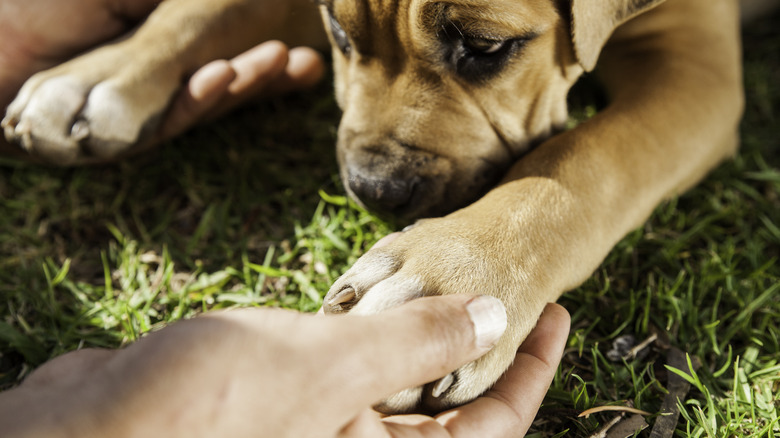 Pet owner holding the paw of his puppy while it lays on the ground