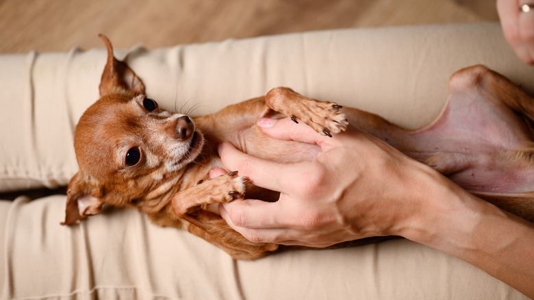 hand scratching mini terrier's belly