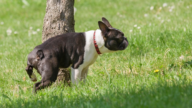 Boston Terrier outside peeing