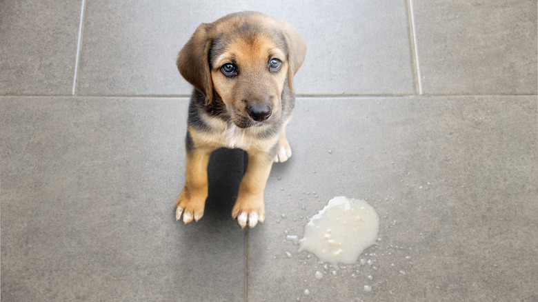 puppy sitting beside its vomit on a kitchen floor