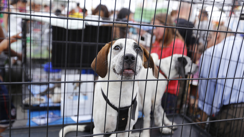 dogs in kennel at an adoption event