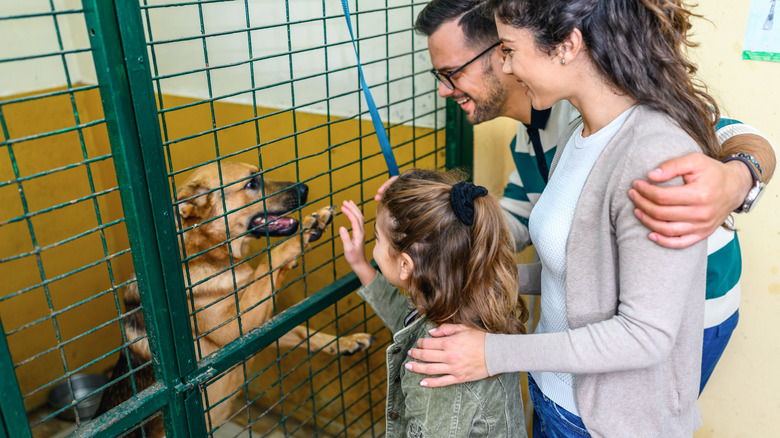 family getting to know dogs at a shelter