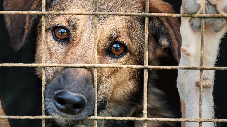 dog in kennel wanting to leave