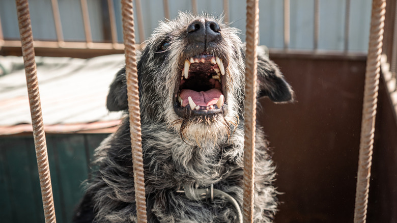 angry dog at a shelter