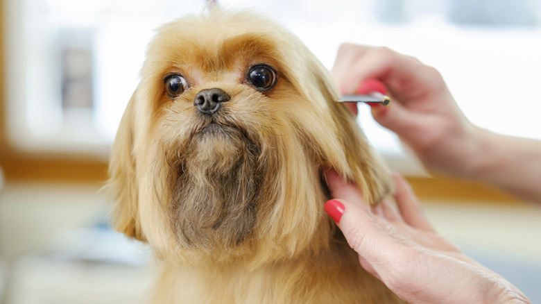 Shih-Tzu puppy having their hair brushed