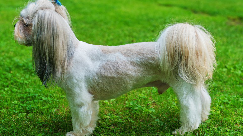 Shih Tzu with short hair on the torso