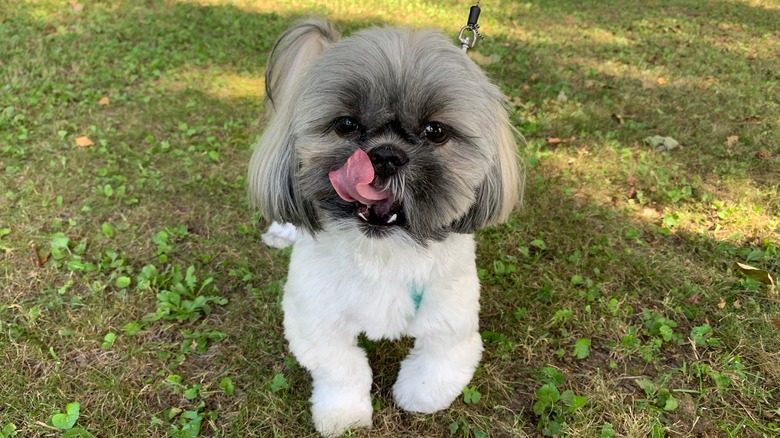 shih tzu with lion cut