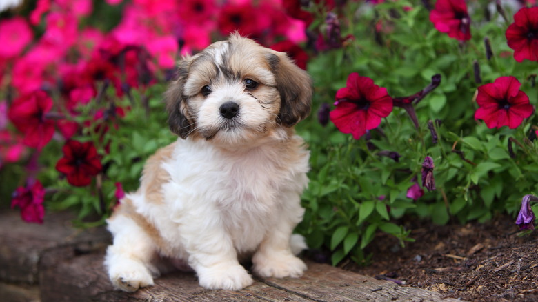 short hair shih tzu