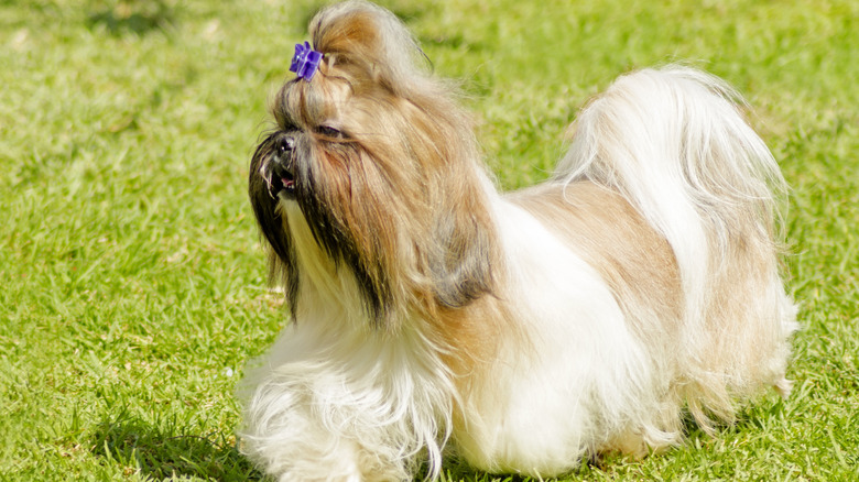 shih tzu with show dog hair