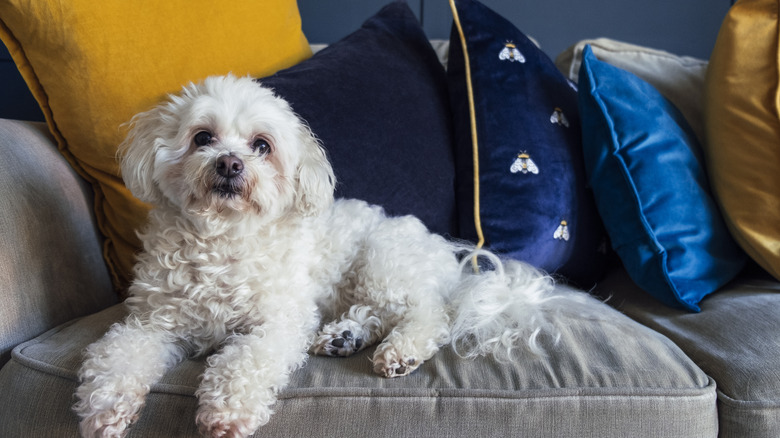 shih tzu with teddy bear fur