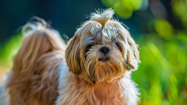 shih tzu with ponytail