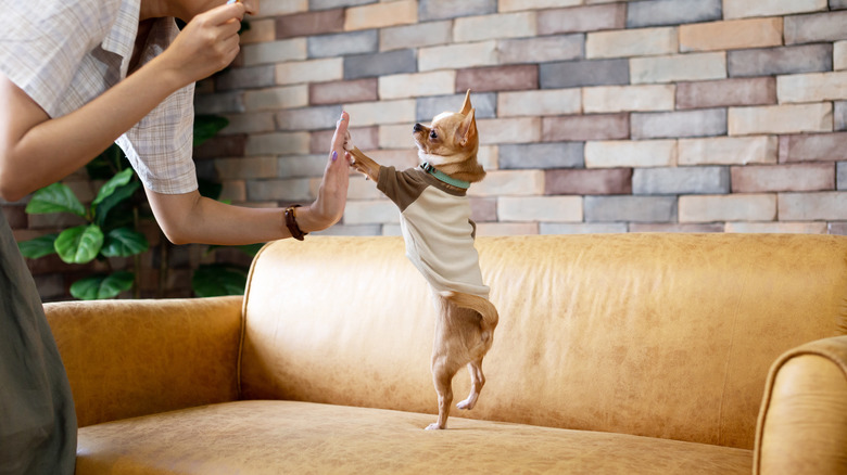 Person giving high five to Chihuahua standing on leather sofa