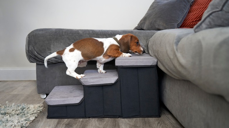 Dog climbing soft steps to access sofa