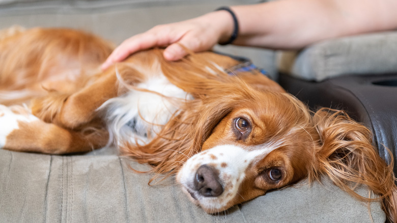 A spaniel gets some belly rubs