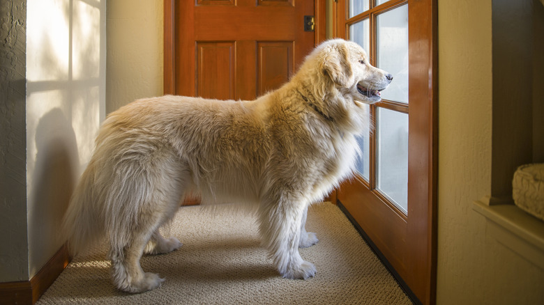 A golden retriever waits at the door