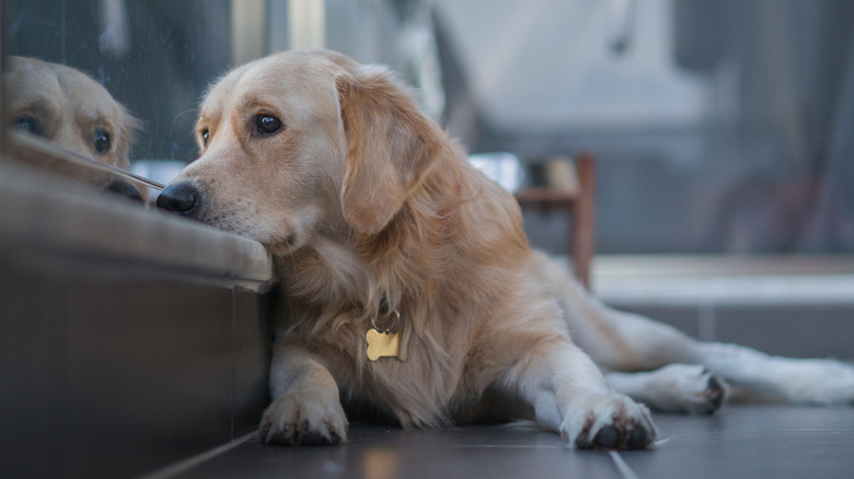 A sad golden retriever looking out a window