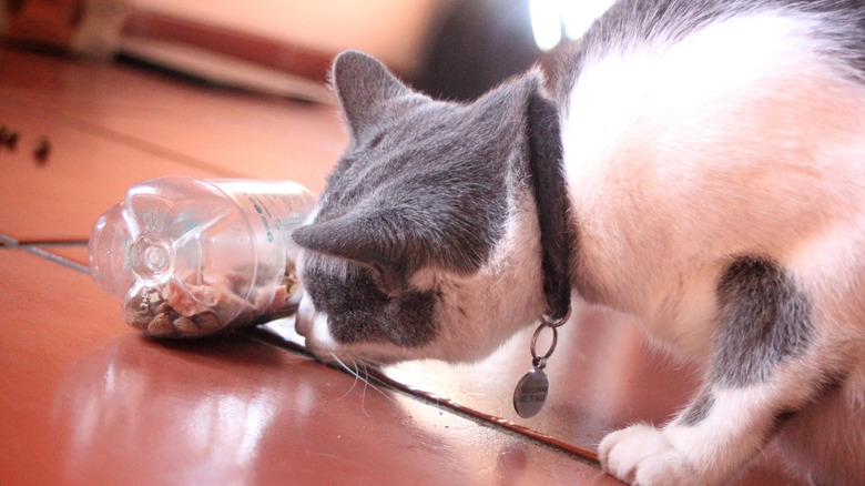 A homemade food puzzles encourages a cat to eat their food