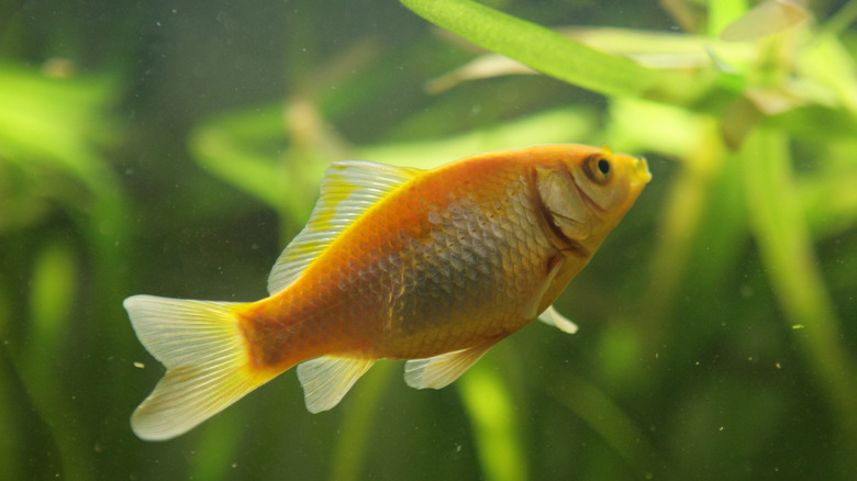 goldfish among green plants