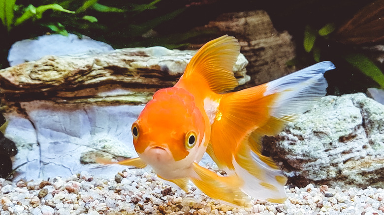 goldfish swimming at bottom of aquarium