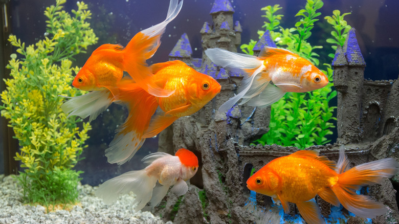 five goldfish in aquarium