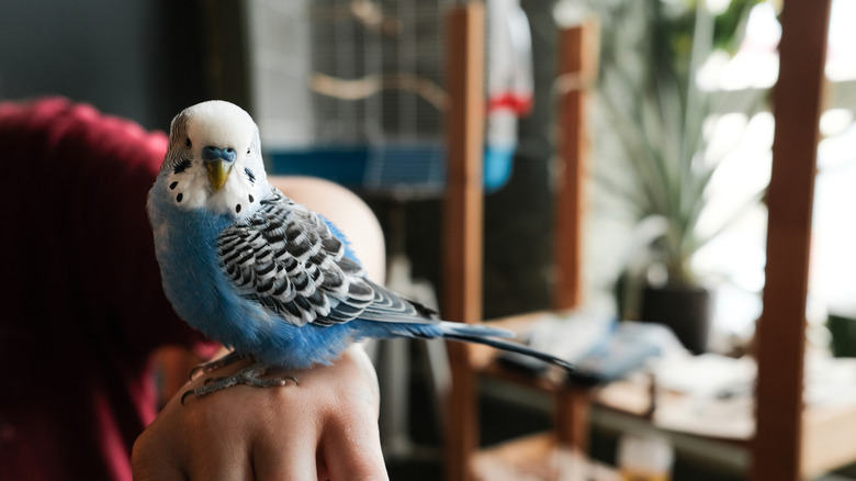 A budgie sits on the arm of a man or a woman