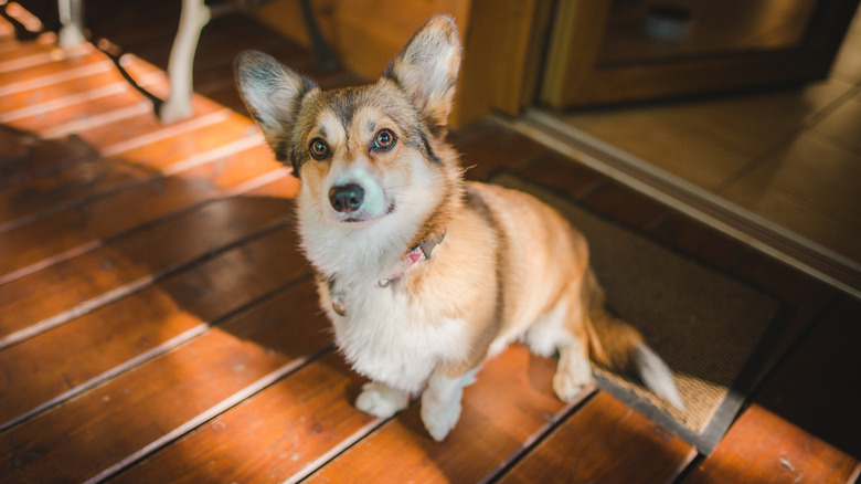 A corgi standing lifting up a front paw while sitting on a deck