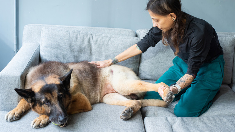 A woman gently moves her senior German shepherd's legs to help mobility