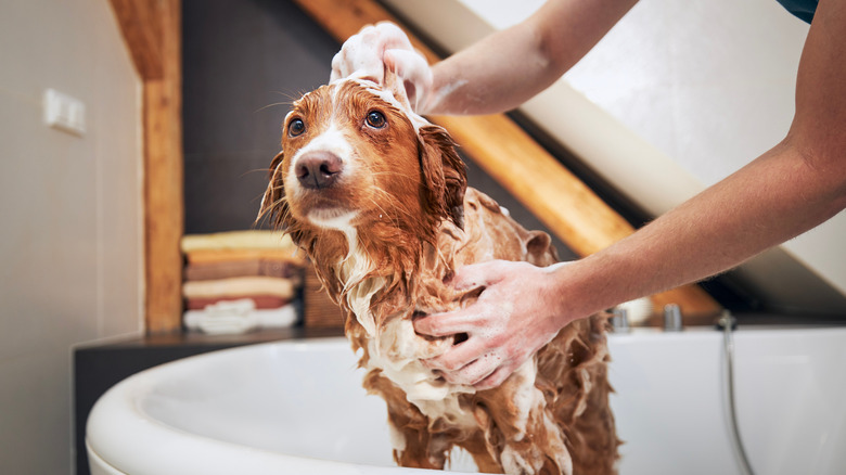 A dog is scrubbed with soap in a bathtub