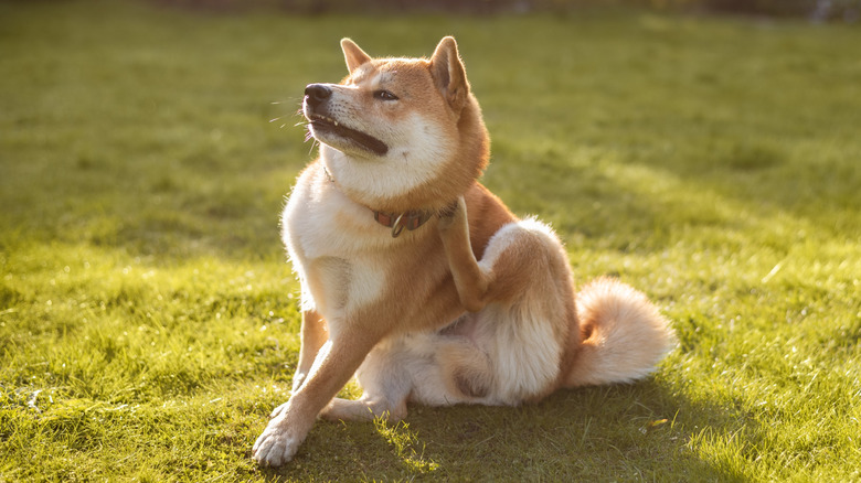 A Shiba Inu scratches itself in a lawn