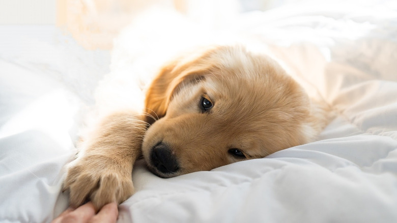 sleeping puppy on white bedding