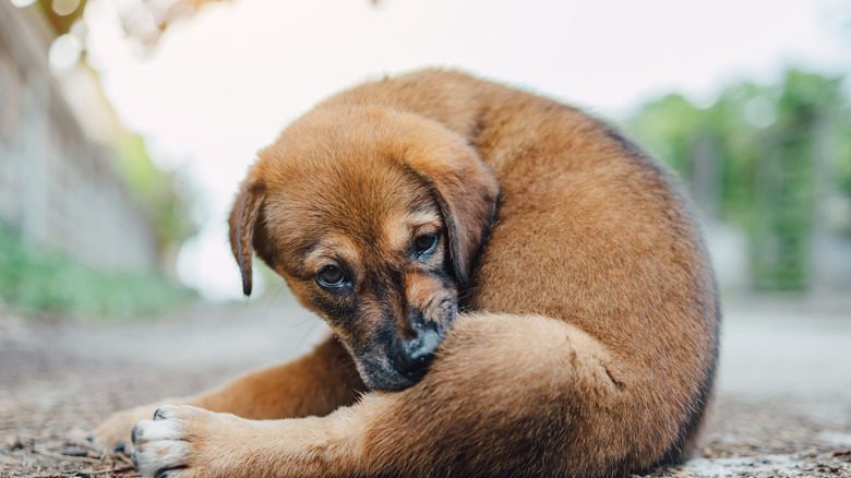 puppy scratching itself