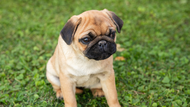 pug puppy sits on grass