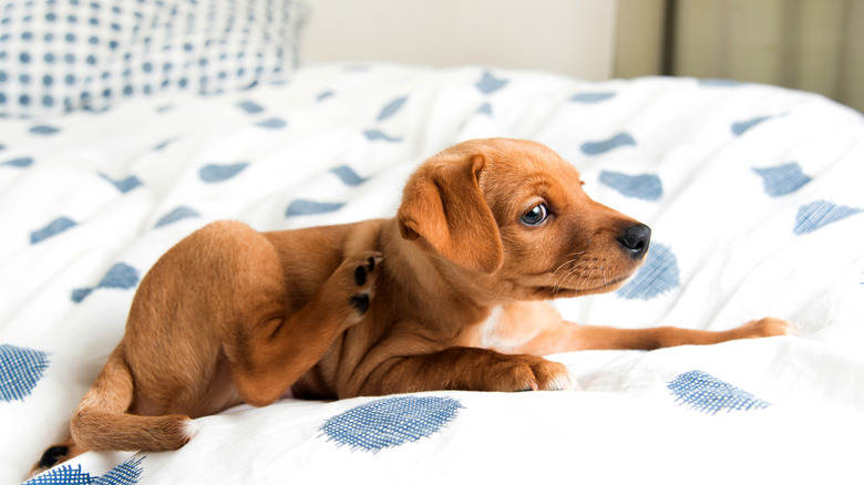 puppy scratching its ear in bed