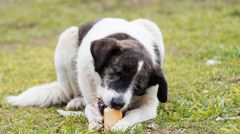 puppy eating outdoors