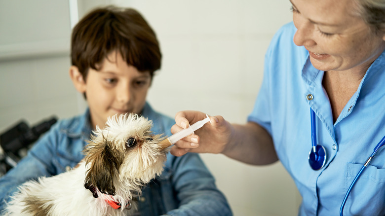 vet giving dog medicine