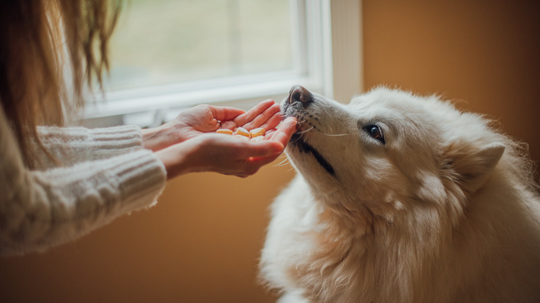 giving dog treats