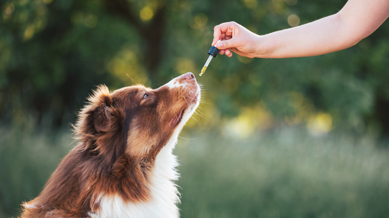 human hand giving dog dropper of medicine