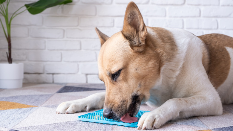 dog licking lick mat