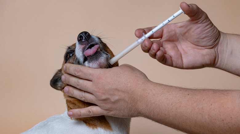 syringe in dog's mouth